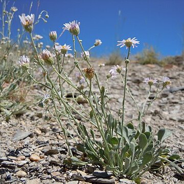 Erigeron tweedyi unspecified picture