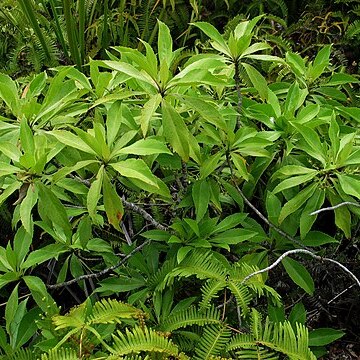 Scaevola chamissoniana unspecified picture