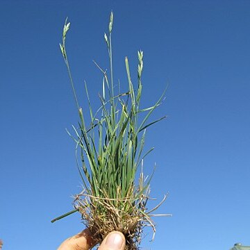 Bromus brevis unspecified picture