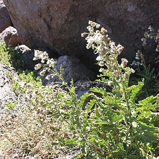 Leucheria floribunda unspecified picture