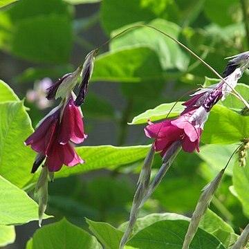 Dierama reynoldsii unspecified picture