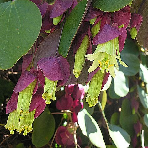 Passiflora membranacea unspecified picture