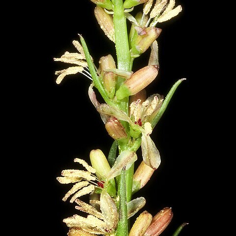 Haloragis tenuifolia unspecified picture