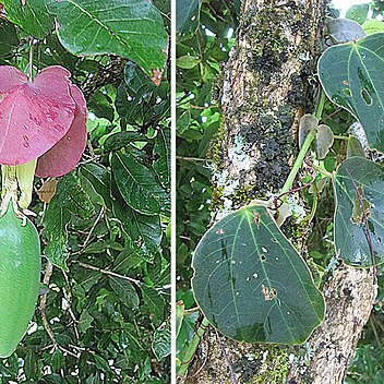 Passiflora membranacea unspecified picture