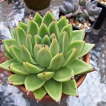 Echeveria agavoides unspecified picture