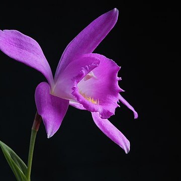 Pleione aurita unspecified picture