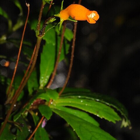 Gesneria pauciflora unspecified picture