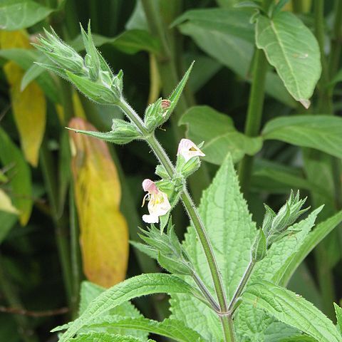 Salvia koyamae unspecified picture