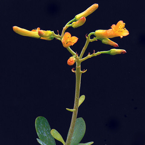 Kalanchoe robusta unspecified picture