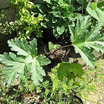 Heracleum steveni unspecified picture