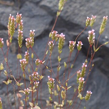 Rotala tenuis unspecified picture