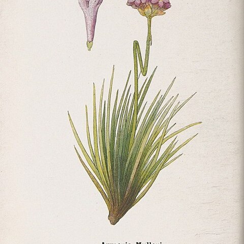 Armeria muelleri unspecified picture