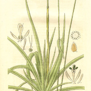 Eriocaulon decangulare unspecified picture