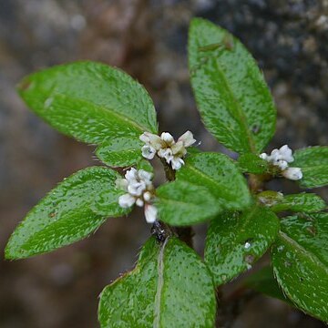 Polygonum filicaule unspecified picture