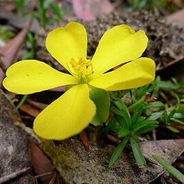 Hibbertia procumbens unspecified picture