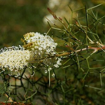 Grevillea leucoclada unspecified picture