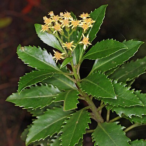 Lordhowea insularis unspecified picture