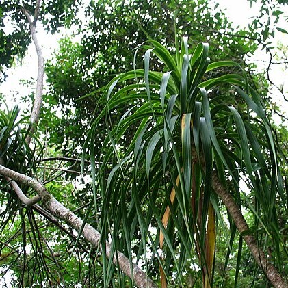 Dracaena forbesii unspecified picture