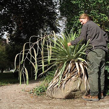 Tillandsia ferreyrae unspecified picture