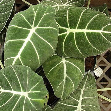 Alocasia reginula unspecified picture