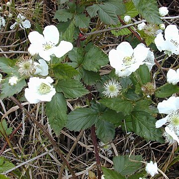 Rubus argutus unspecified picture