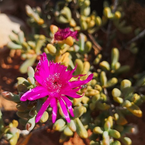 Enarganthe octonaria unspecified picture