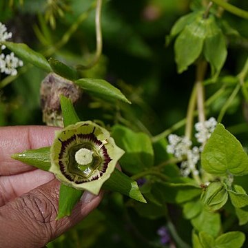 Codonopsis rotundifolia unspecified picture