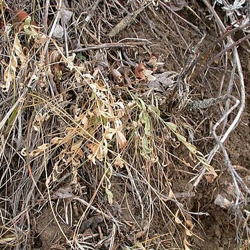 Astragalus miser unspecified picture