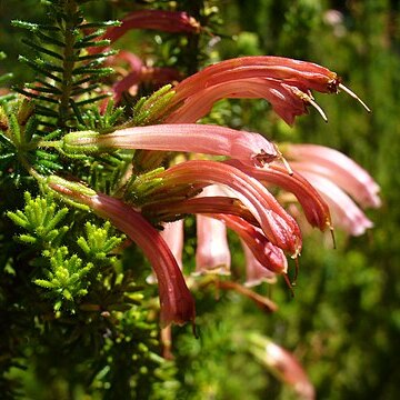 Erica glandulosa unspecified picture