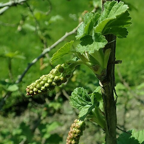 Ribes multiflorum unspecified picture