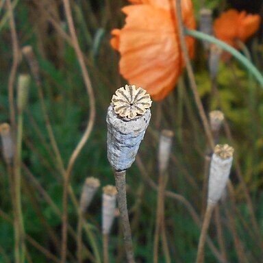 Papaver rupifragum unspecified picture