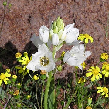 Ornithogalum thyrsoides unspecified picture