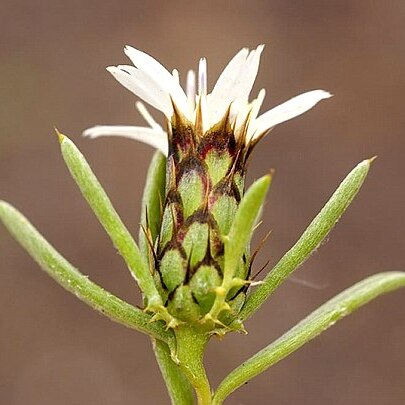 Atractylis arbuscula unspecified picture