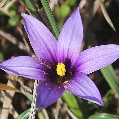 Romulea linaresii subsp. graeca unspecified picture