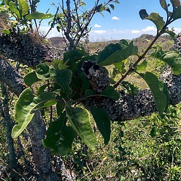 Pisonia floribunda unspecified picture