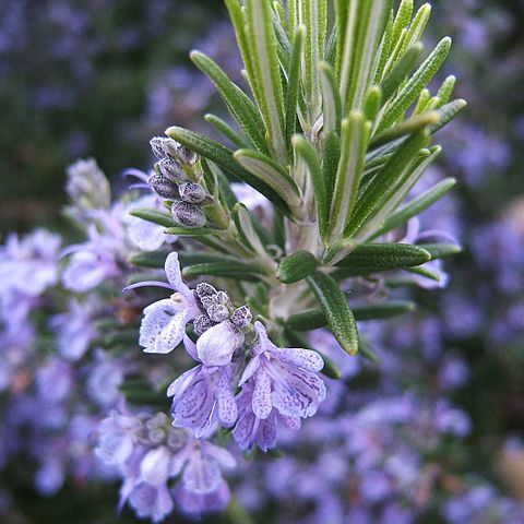 Salvia rosmarinus unspecified picture