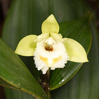 Sobralia bimaculata unspecified picture