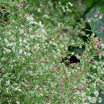 Galium wrightii unspecified picture