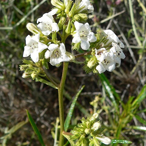 Eriodictyon angustifolium unspecified picture