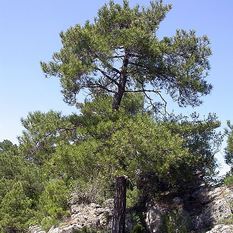 Pinus nigra subsp. salzmannii unspecified picture