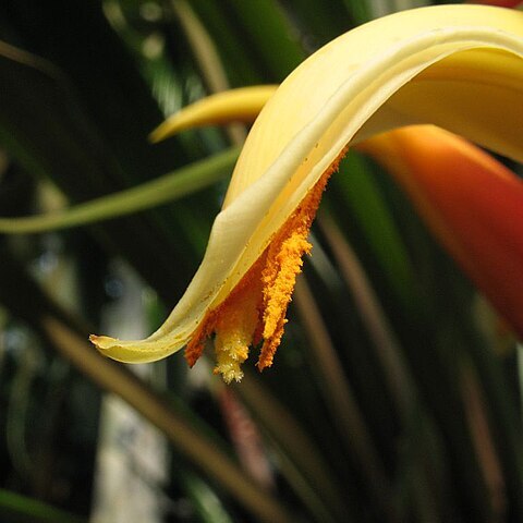 Pitcairnia elvirae unspecified picture