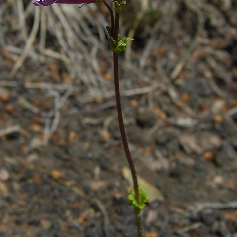 Ourisia alpina unspecified picture