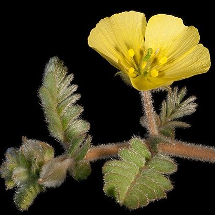 Tribulus occidentalis unspecified picture