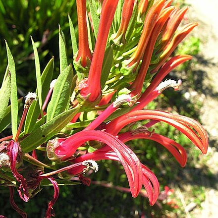 Lobelia bridgesii unspecified picture