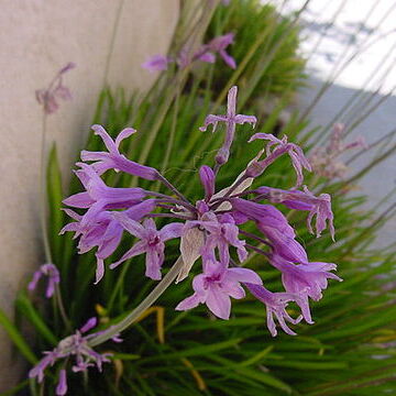 Tulbaghia violacea unspecified picture