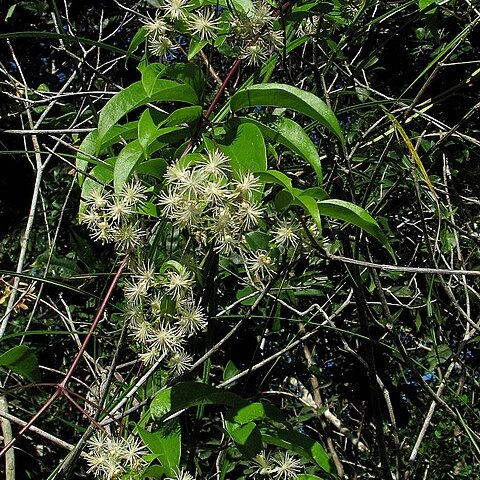 Clematis brasiliana unspecified picture