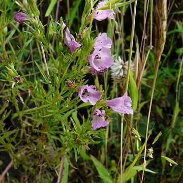 Sopubia trifida unspecified picture