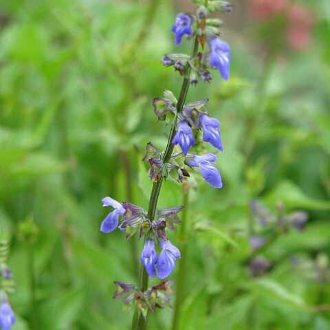 Salvia arizonica unspecified picture