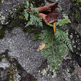 Asplenium wilfordii unspecified picture