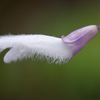 Salvia divinorum unspecified picture